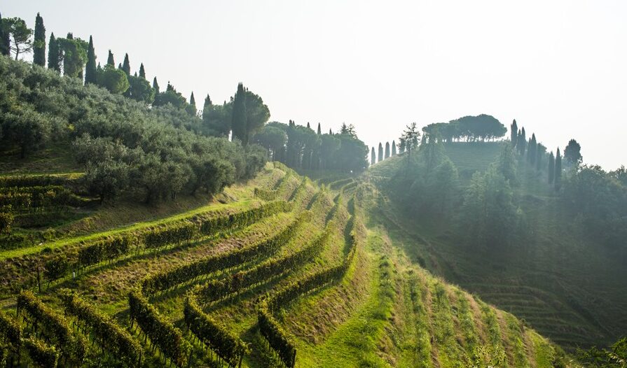 Le colline di Marostica sulle quali nasce Diesel Farm