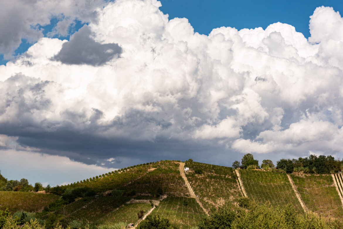 Vigneti di Vinchio Vaglio