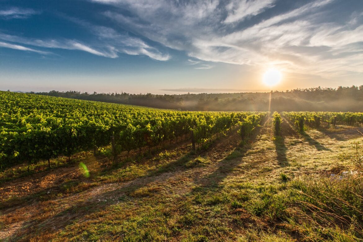 tuscany-grape-field-nature