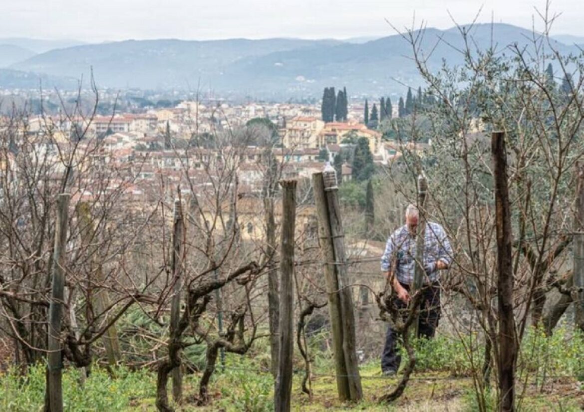 vigna firenze