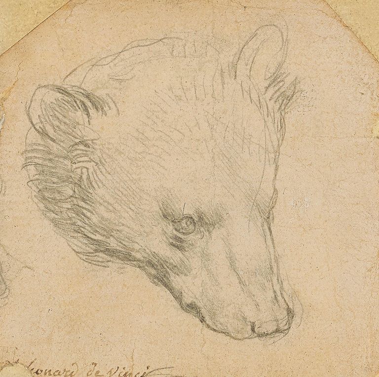 "Testa di Orso" (Leonardo).